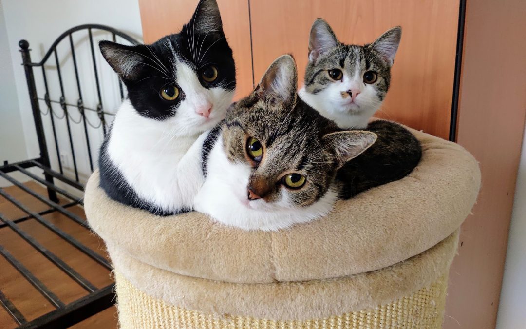 Twinkle, Star and Piccola – ADOPTED