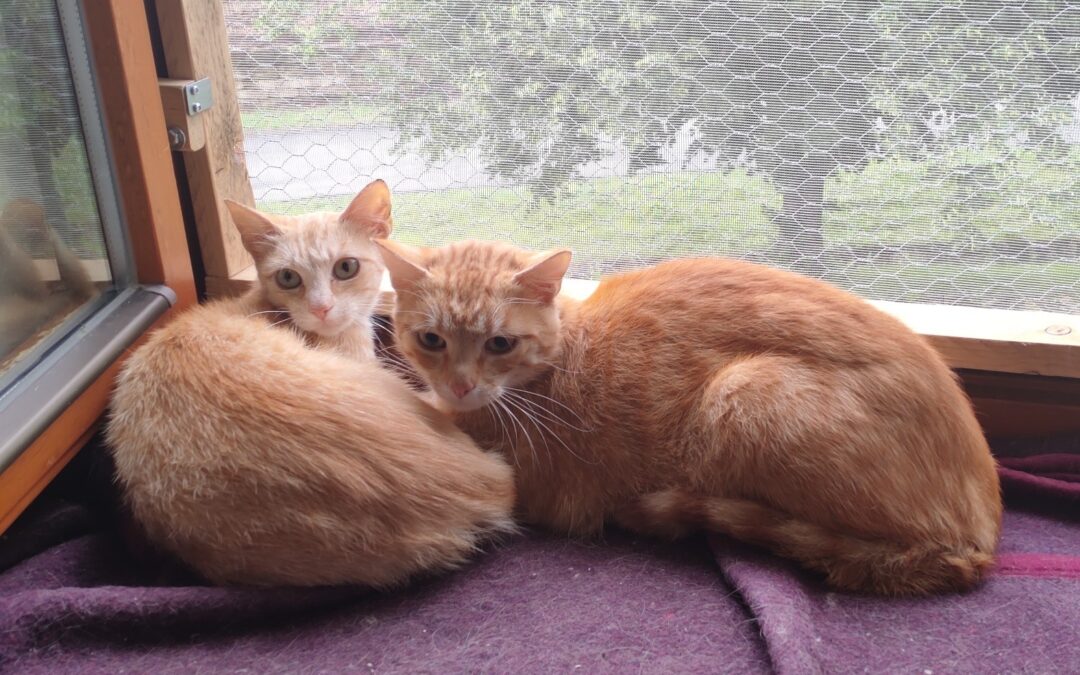 Fred and Ginger – ADOPTED