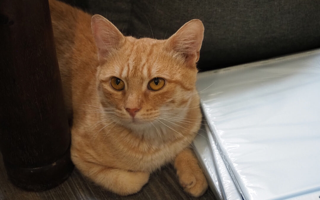 Philip J. Fry – ADOPTED
