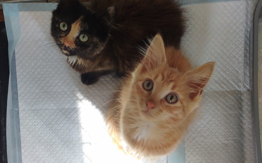 Autumn and Marmalade