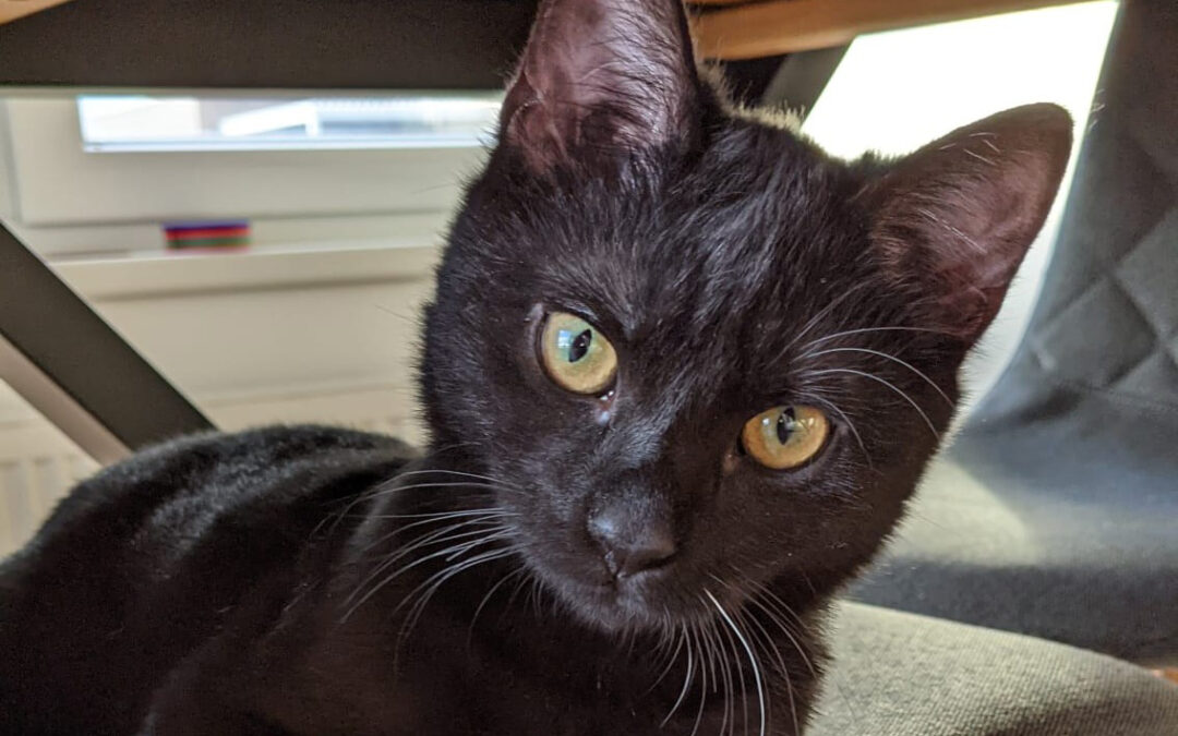 Licorice – ADOPTED