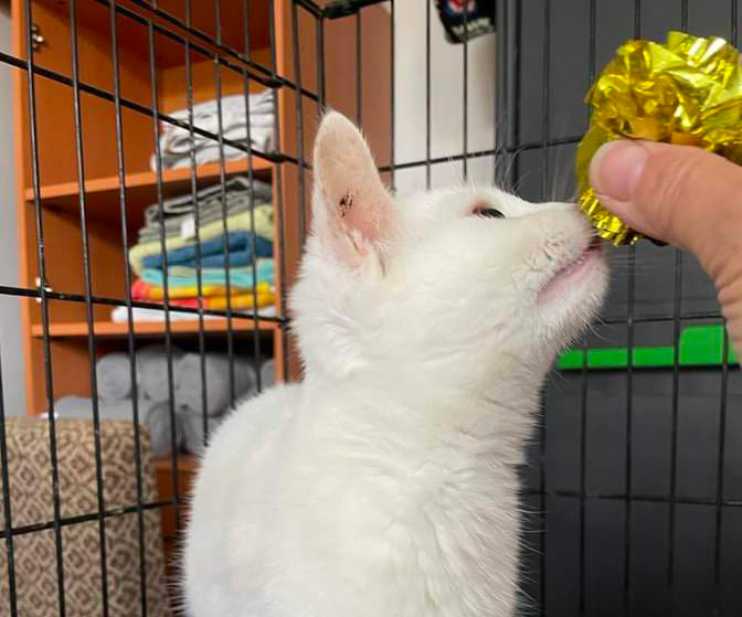 Snow White – ADOPTED