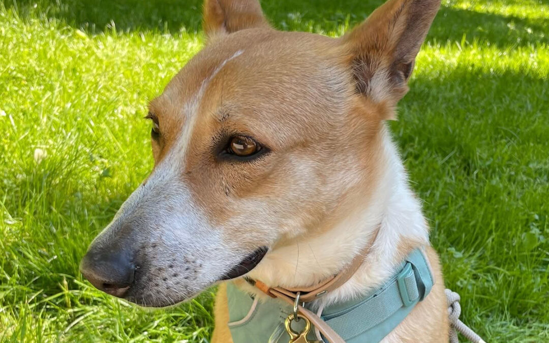 Xena