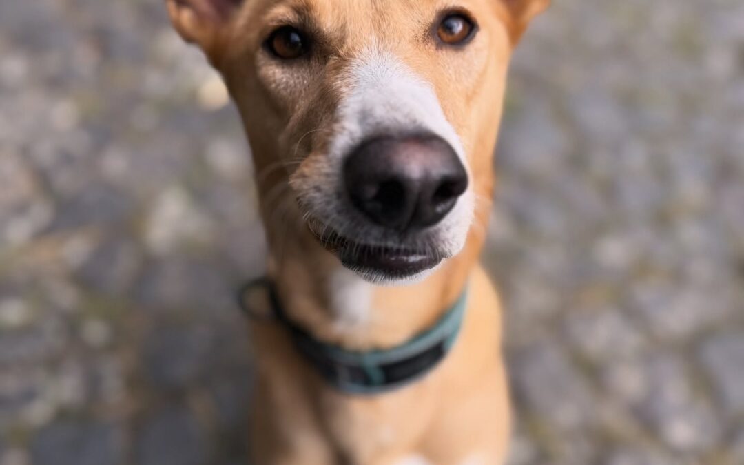 Hailey
