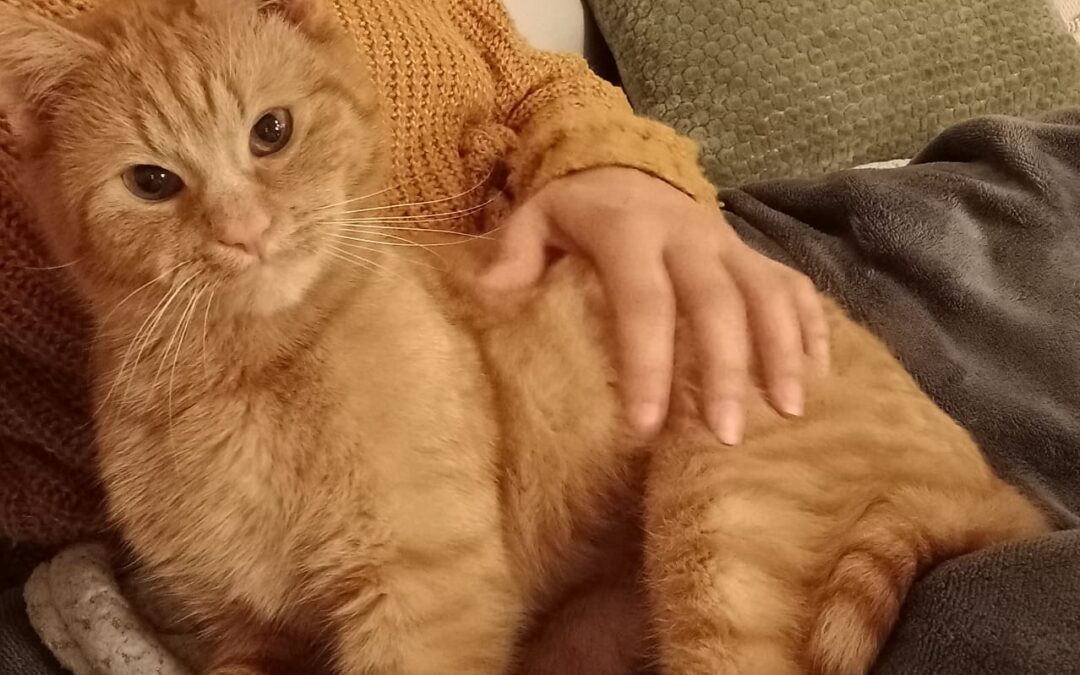 Zebb – ADOPTOVANÝ / ADOPTED