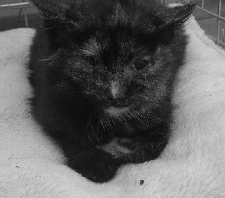 Baby Cat