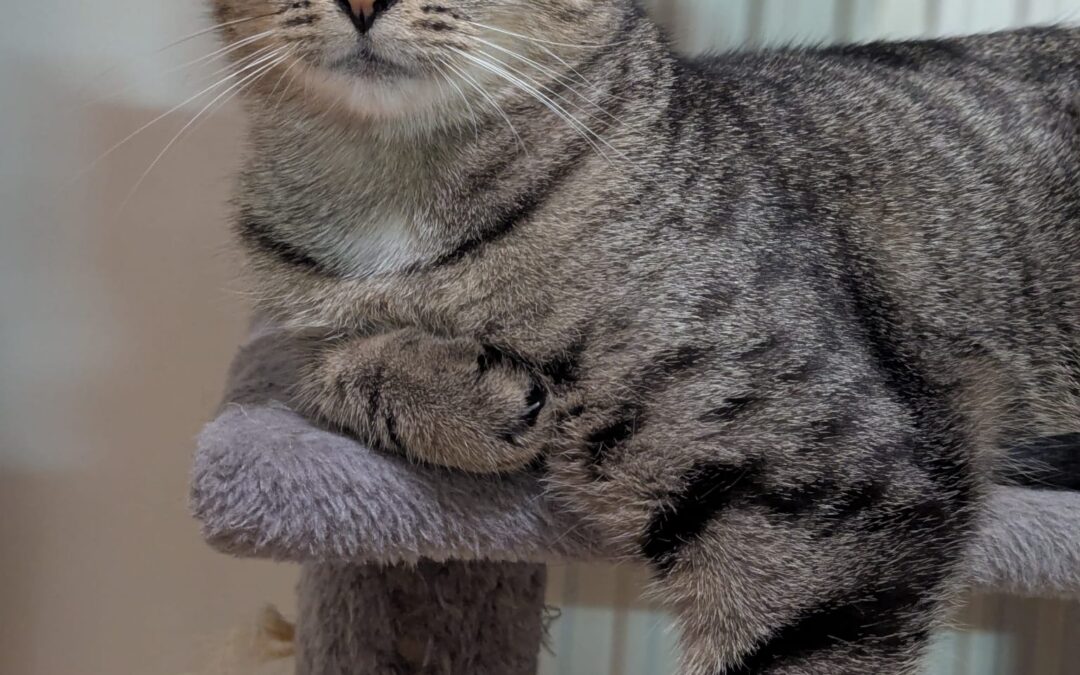 Meowma Mia