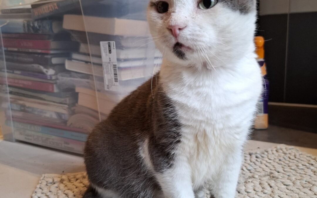 Sammy