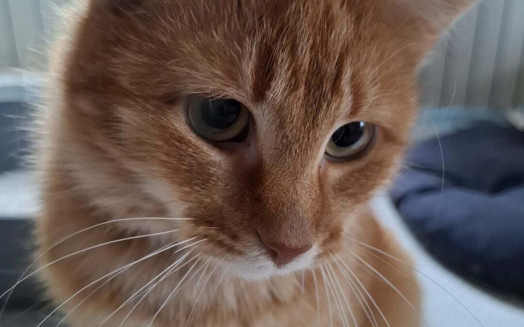 Zumi