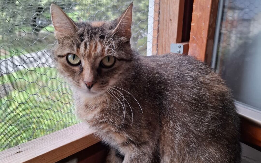 Bindi