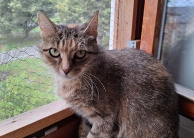Bindi