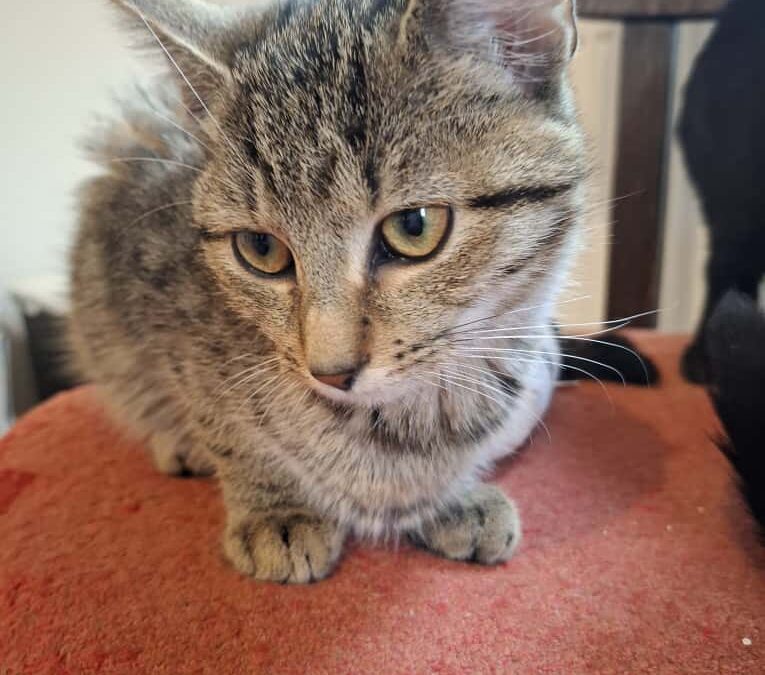 Isha – ADOPTOVANÁ / ADOPTED