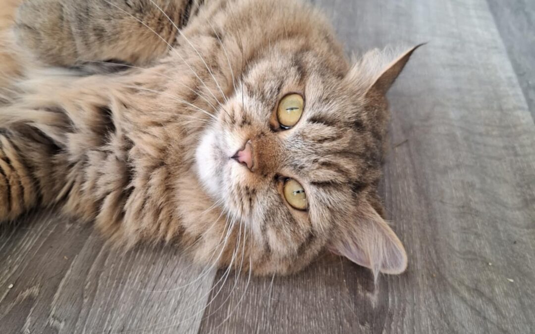 Frankie