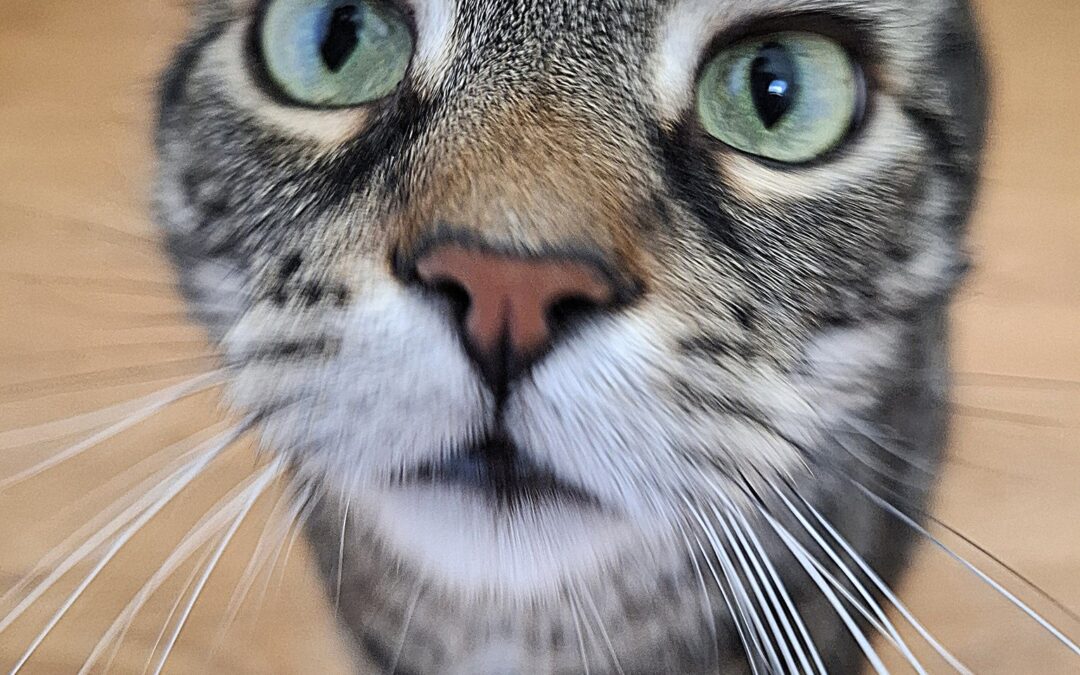 Bastet