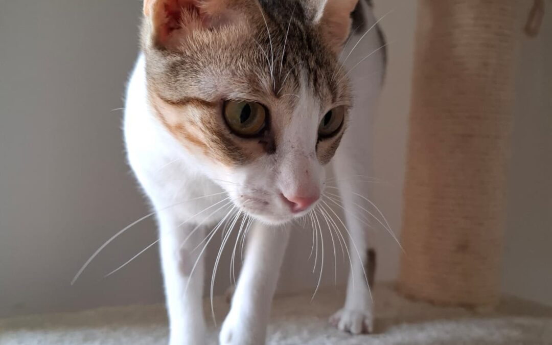 Jasmine