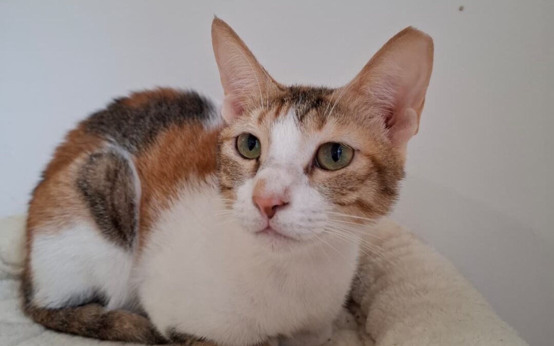 Rosie
