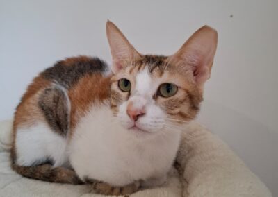 Jasmine