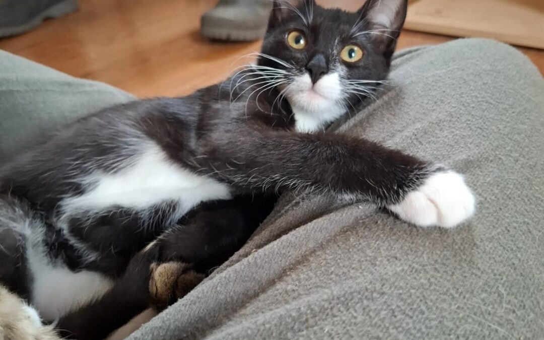 Chessie
