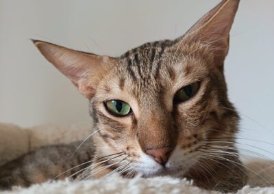 Tutsy