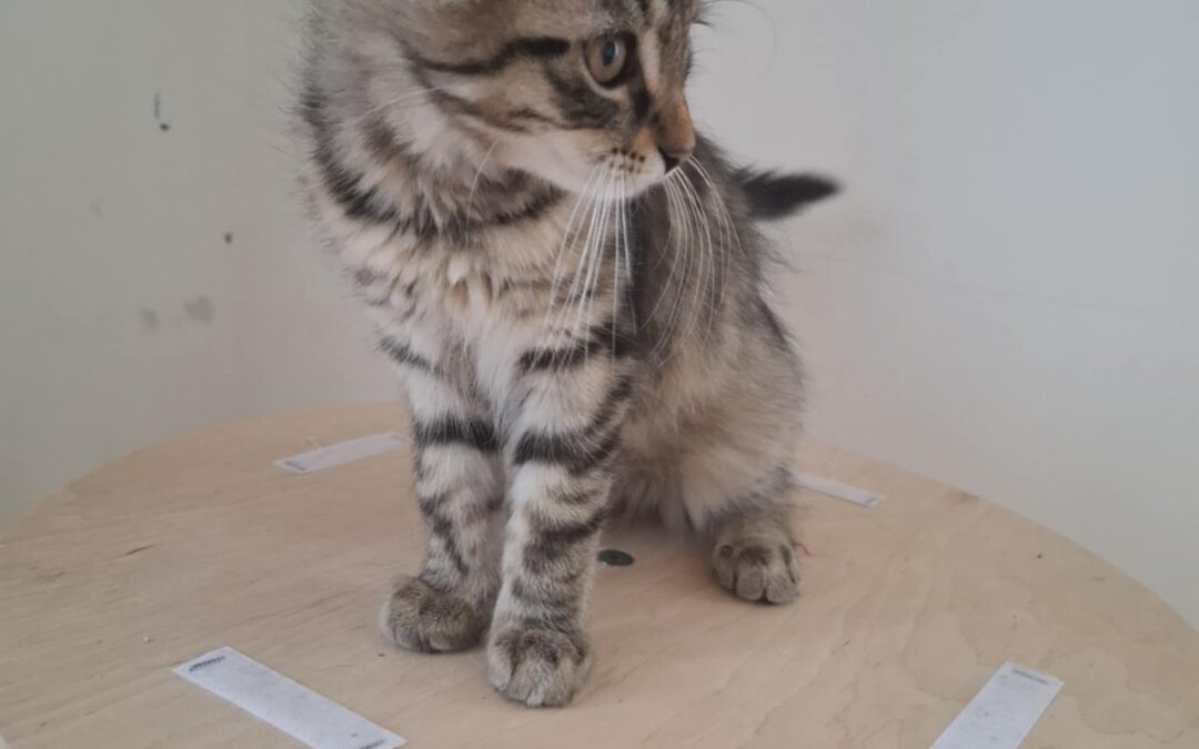 Earl – ADOPTOVANÝ / ADOPTED