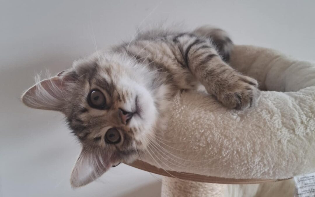 Everett – ADOPTOVANÝ / ADOPTED