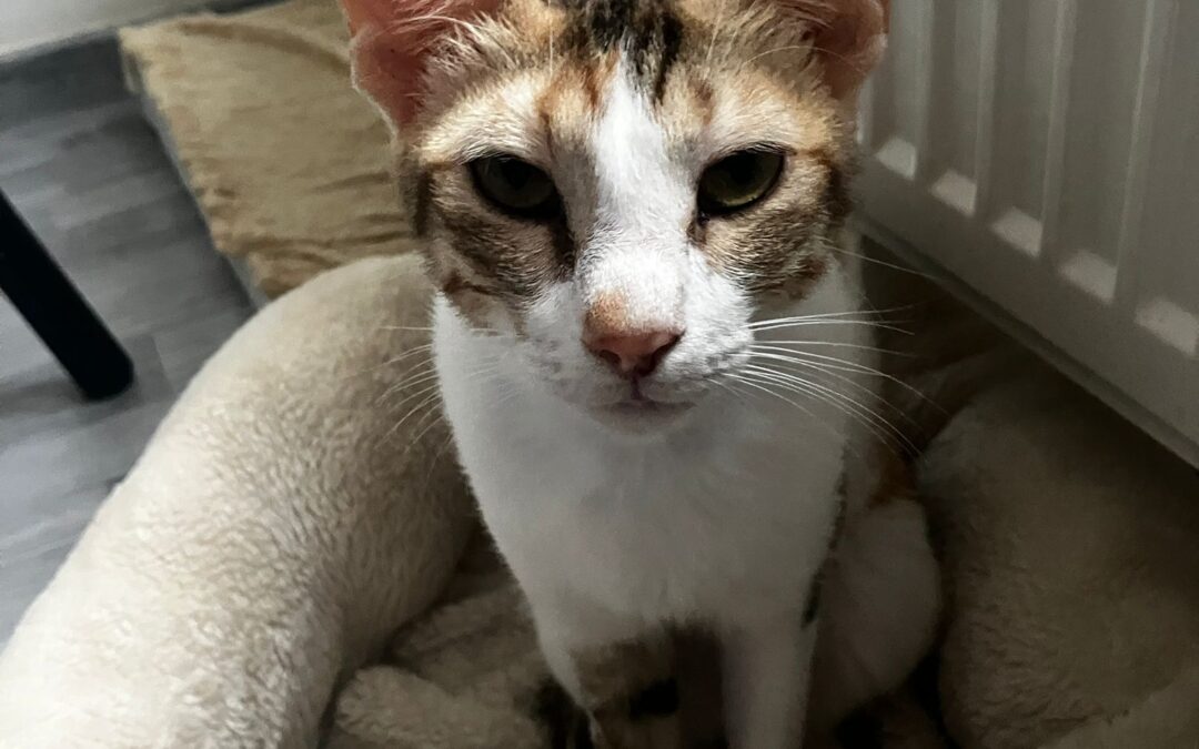 Rosie