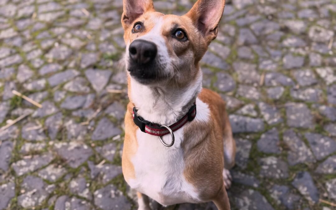 Xena
