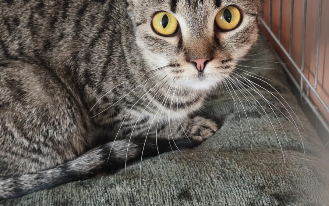 Mia