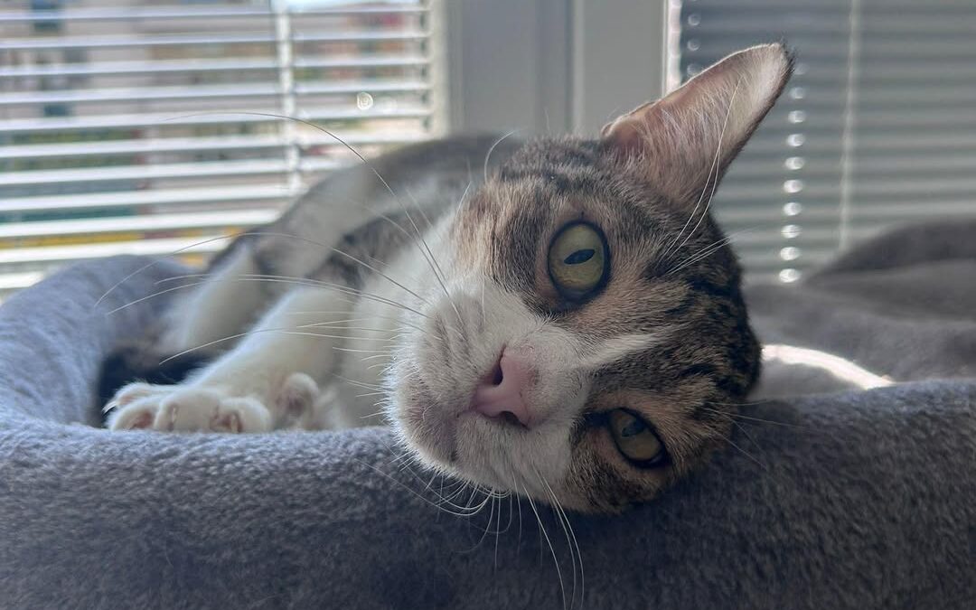 Ollie