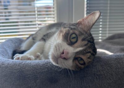 Ollie