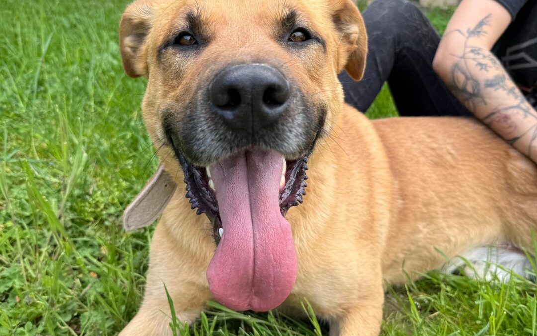 Elvis