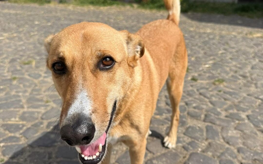 Sam
