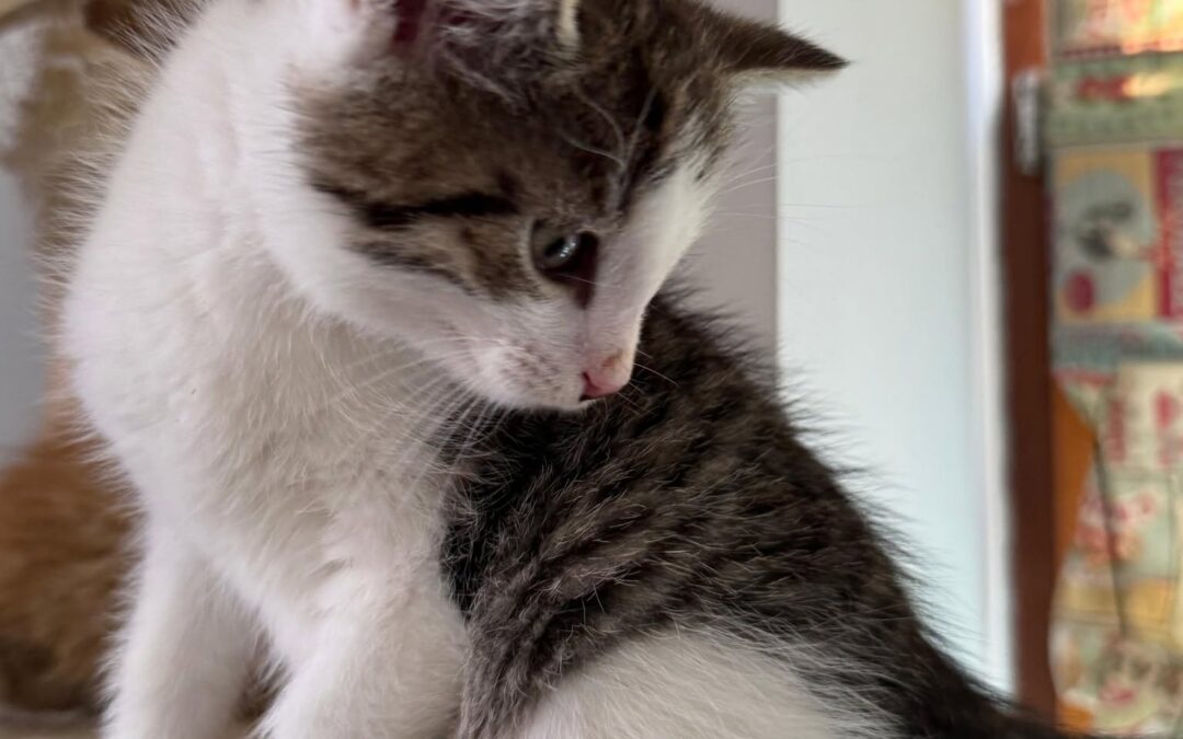 Oreo