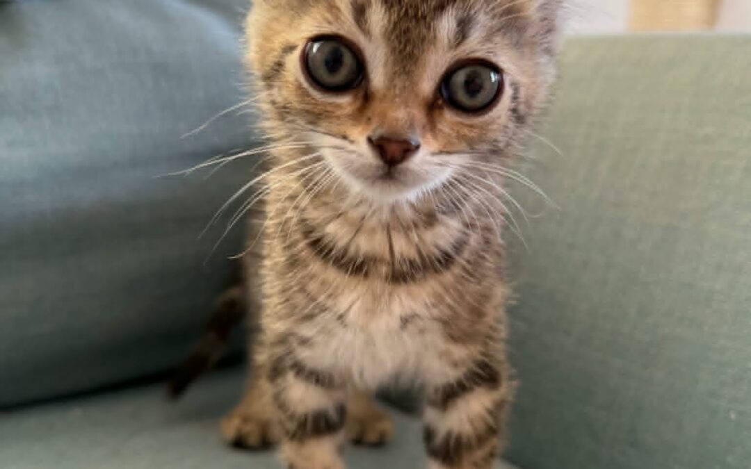 Pippin