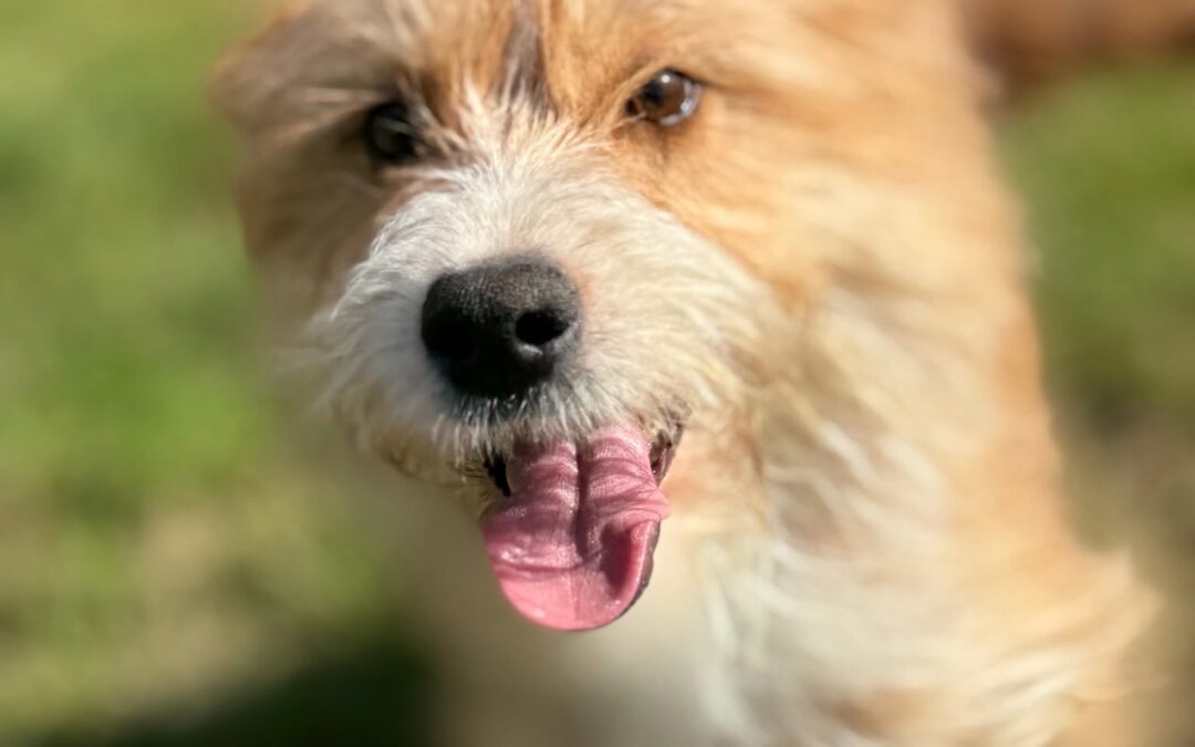 Lucy