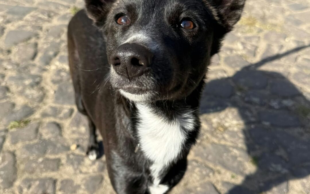 Ayla