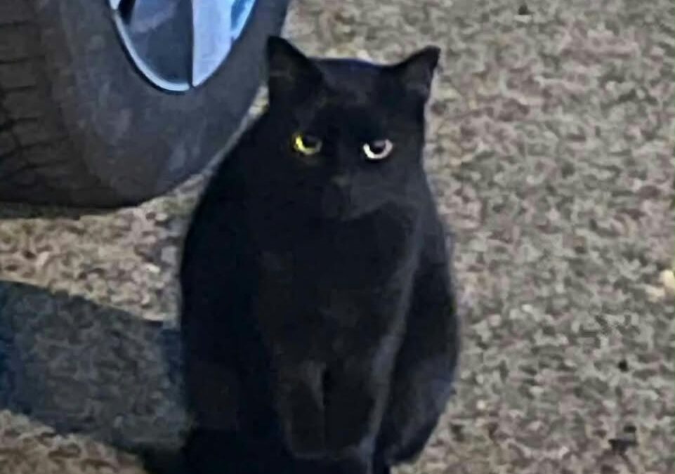 Mateo